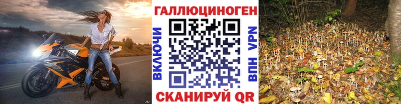 наркота  Грязовец  Галлюциногенные грибы Psilocybine cubensis 